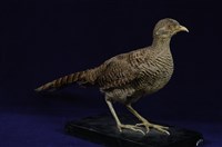 藏品(銅長尾雉)的圖片